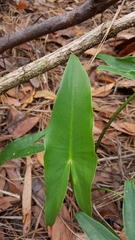 Peltandra sagittifolia