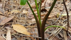 Peltandra sagittifolia