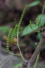 Gnetum luofuense