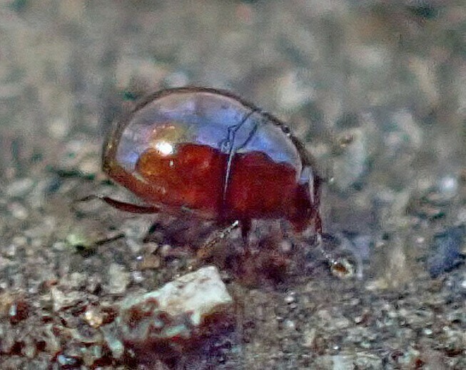Hister Beetles from Staten Island, NY, USA on April 22, 2024 at 01:13 ...