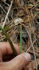 Peltandra sagittifolia