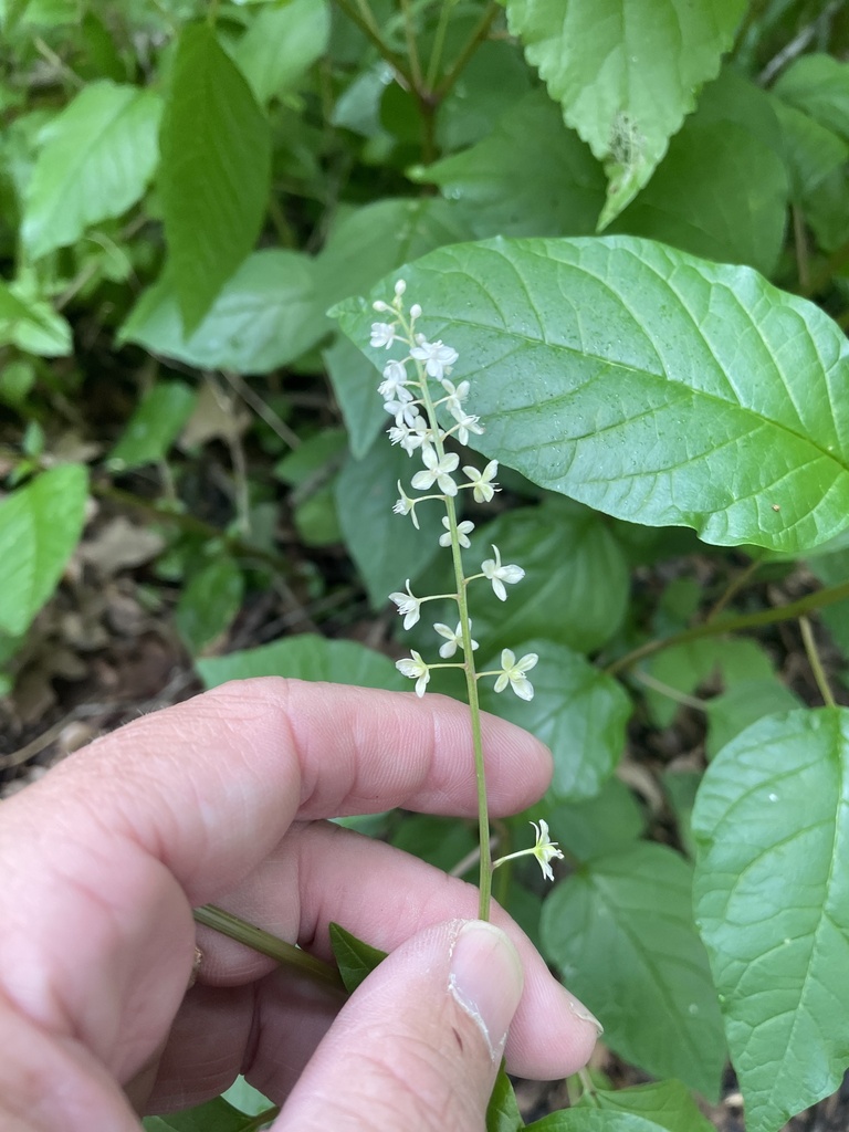 Rivina humilis, NW Green Oaks Blvd, Arlington, TX, US