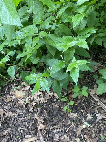 Rivina humilis