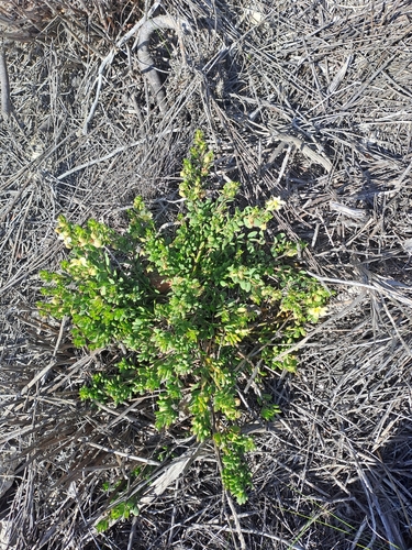 Image of Roepera flexuosa by (c) Noeleen du Toit, some rights reserved (CC BY-SA)