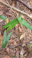 Peltandra sagittifolia