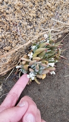 Dudleya abramsii