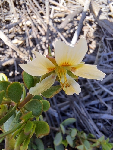 Image of Roepera flexuosa by (c) Noeleen du Toit, some rights reserved (CC BY-SA)