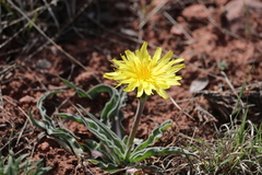 Nothocalais cuspidata