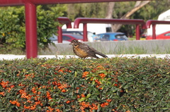Turdus migratorius