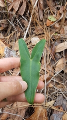 Peltandra sagittifolia