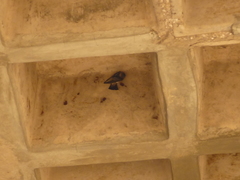 Petrochelidon pyrrhonota