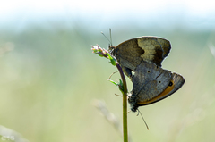 Maniola jurtina
