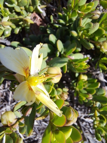 Image of Roepera flexuosa by (c) Noeleen du Toit, some rights reserved (CC BY-SA)