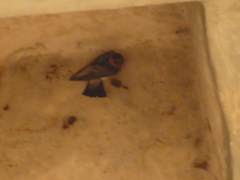 Petrochelidon pyrrhonota