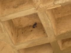 Petrochelidon pyrrhonota