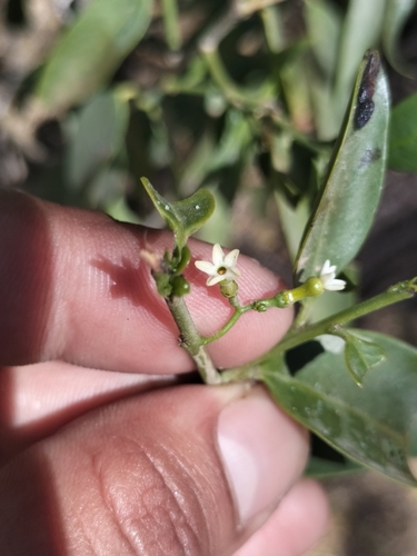 Image of Vallesia glabra by no rights reserved
