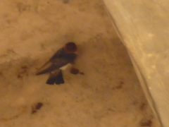 Petrochelidon pyrrhonota