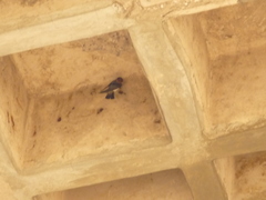 Petrochelidon pyrrhonota