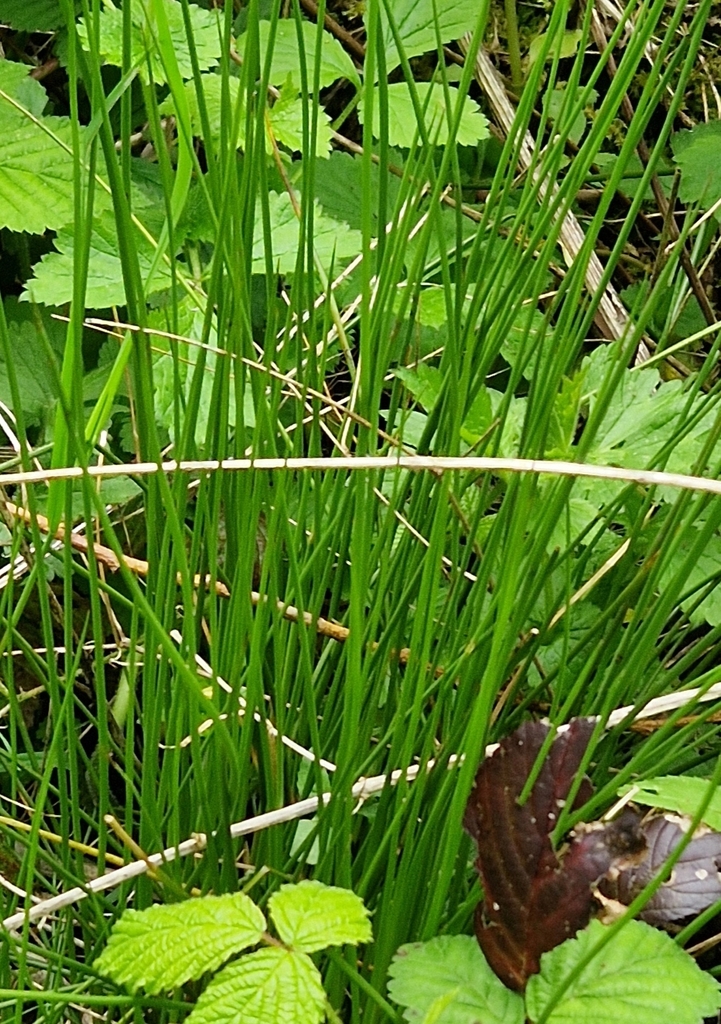 Soft Rush from Bury, UK on April 27, 2024 at 0210 PM by rhcooke