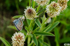 Plebejus argus