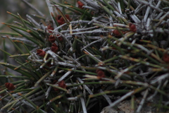 Ephedra compacta