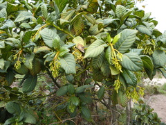 Palicourea lineariflora