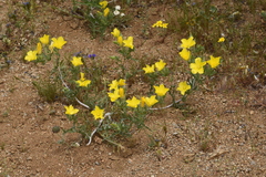 Mentzelia eremophila