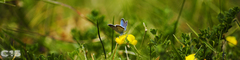 Plebejus argus