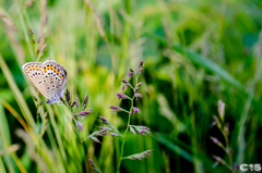 Plebejus argus