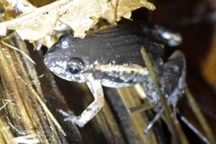 Adenomera hylaedactyla