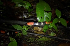 Micrurus lemniscatus