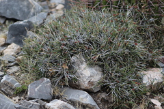 Ephedra compacta