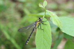 Hylogomphus parvidens