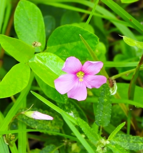 Image of Oxalis Hispidula (Oxalis hispidula) by (c) Cecilia Fer Díaz, some rights reserved (CC BY)