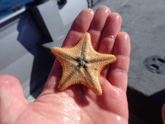 Ctenodiscus crispatus