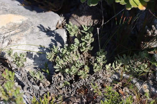 Image of Helichrysum crispum by (c) Tony Rebelo, some rights reserved (CC BY-SA)