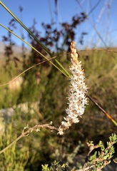 Bulbinella trinervis