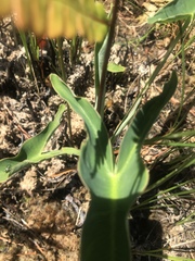 Peltandra sagittifolia