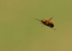 Bombylius discolor