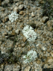 Marshallia caespitosa