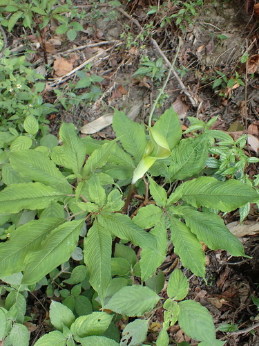Arisaema tortuosum, photograph 5