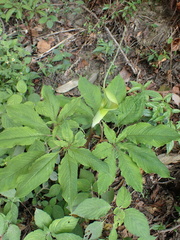 Arisaema tortuosum, photograph Jean-Paul Boerekamps, CC0, iNaturalist via GBIF