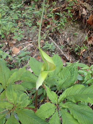 Arisaema tortuosum, photograph 6