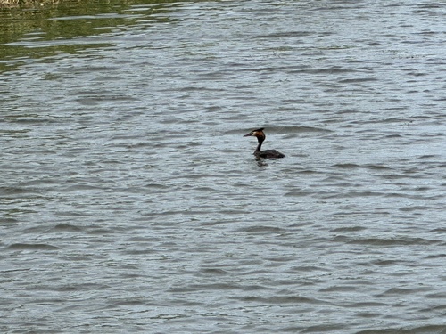 Great Crested Grebe