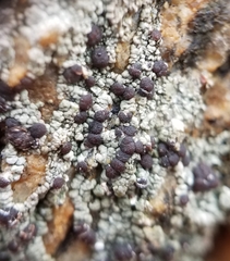 Trapeliopsis glaucopholis