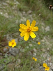 Tetraneuris linearifolia