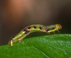 Racotis boarmiaria