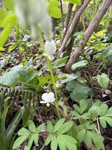 Lamprocapnos spectabilis