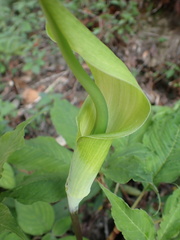 Arisaema tortuosum, photograph Jean-Paul Boerekamps, CC0, iNaturalist via GBIF