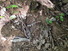 Carphophis amoenus amoenus